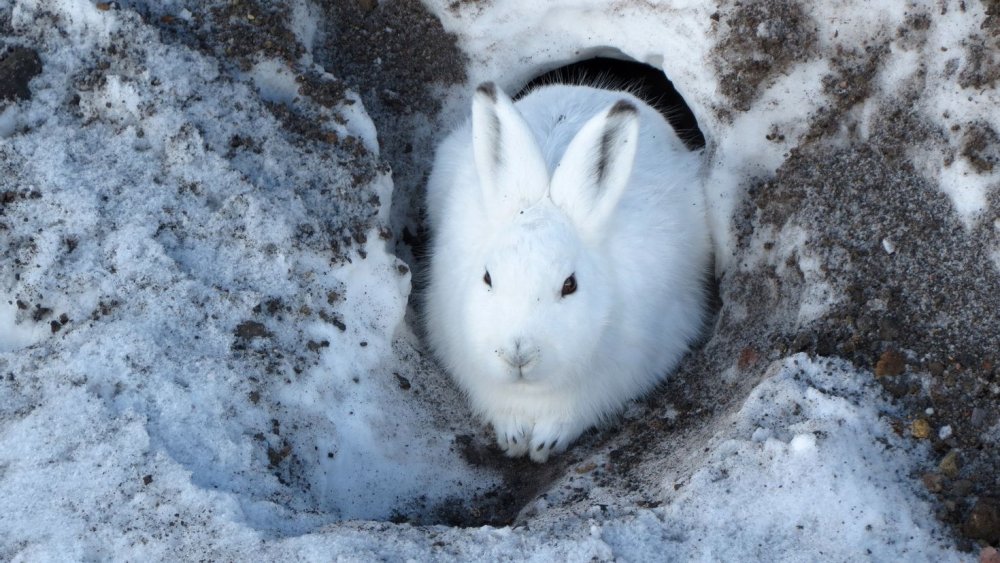 Заяц Беляк зимой в норке