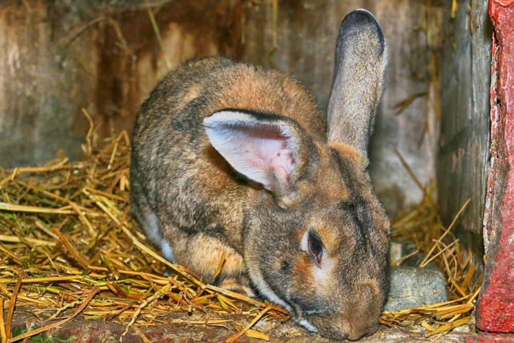 Клетка для кроликов