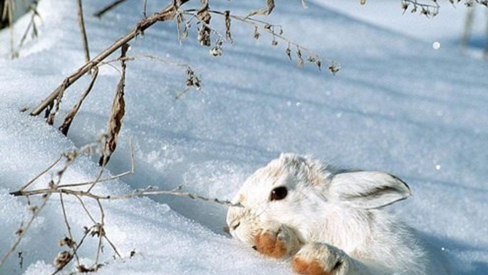 Заячья лежка