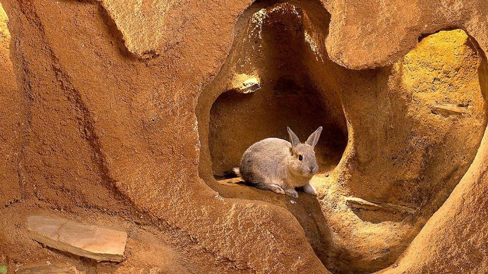 Кроликс кроличья Нора