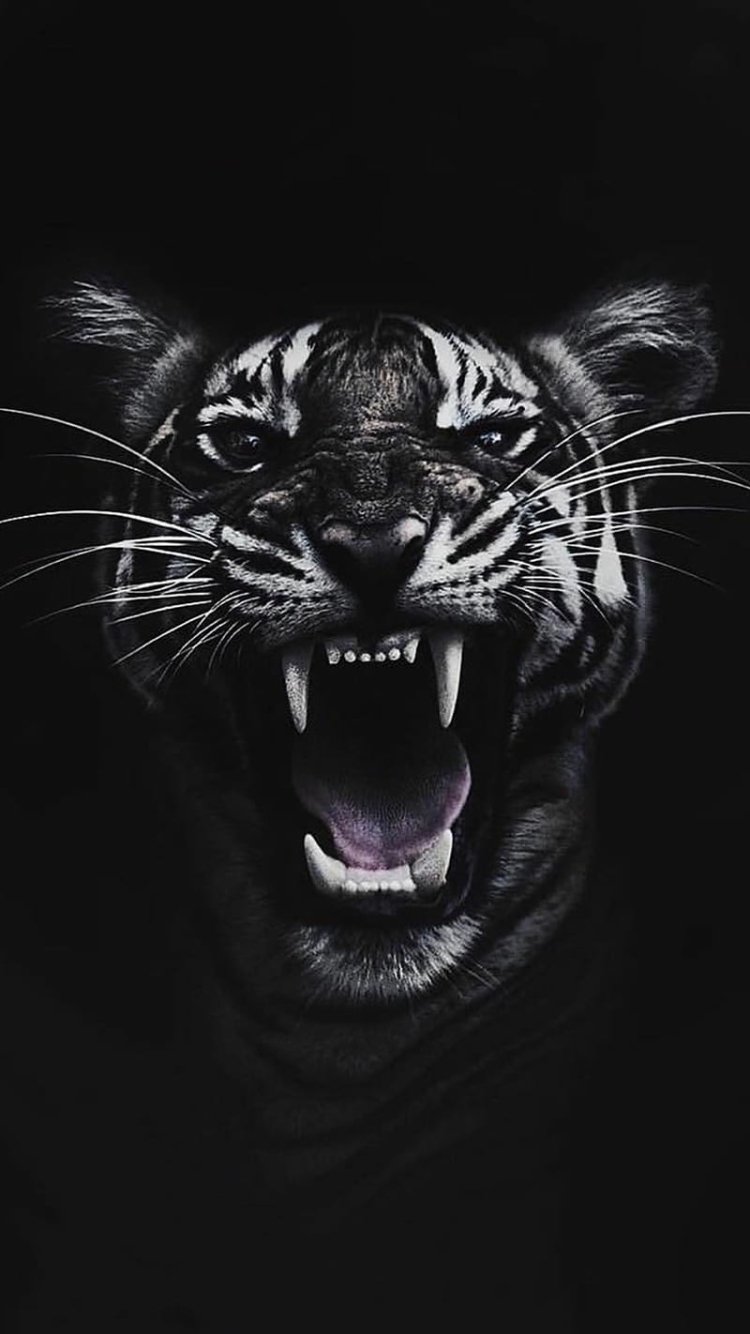 Тигр на темном фоне