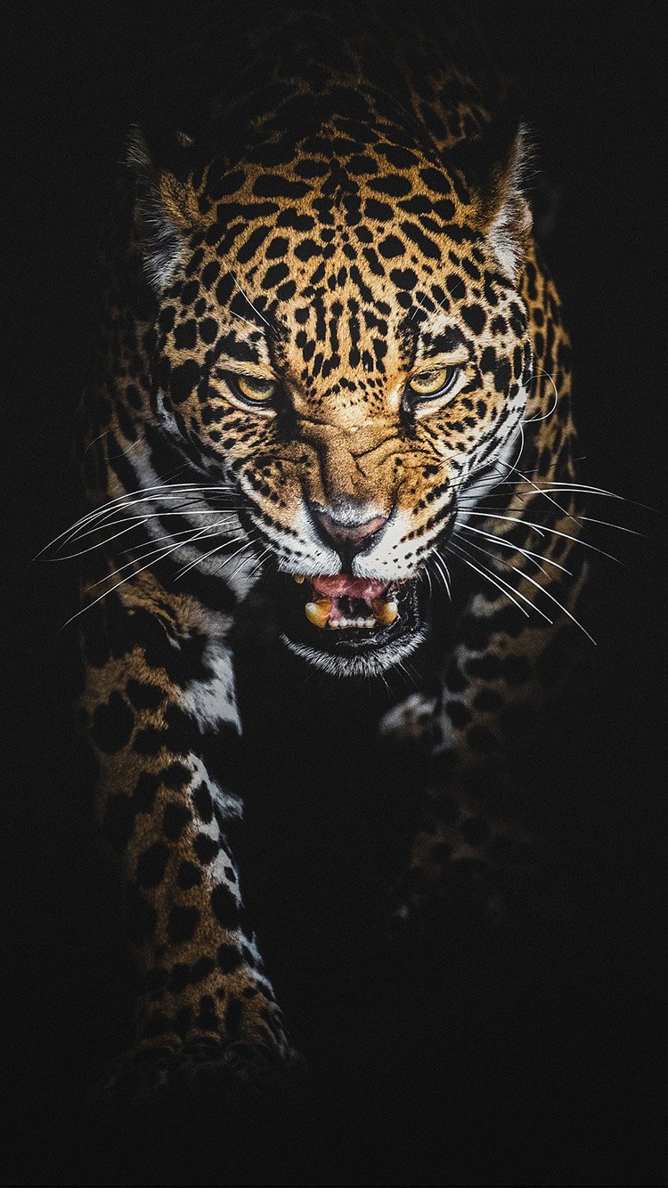 Леопард на черном фоне