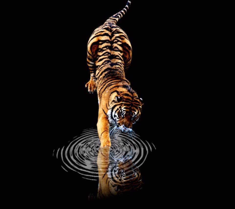Тигрица на черном фоне
