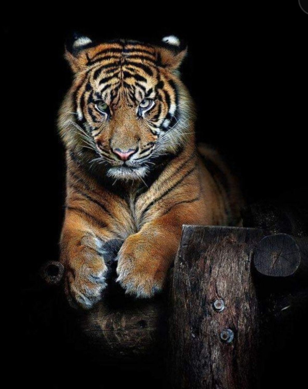 Картинки тигров на аву