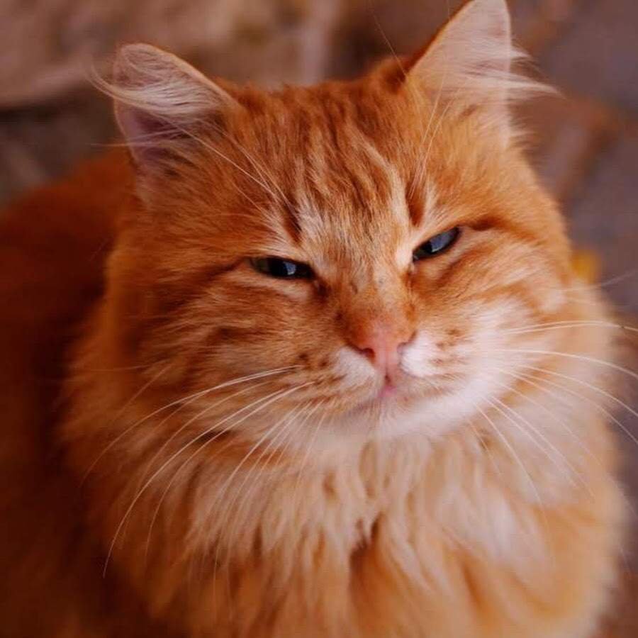 Рыжий кот Барсик