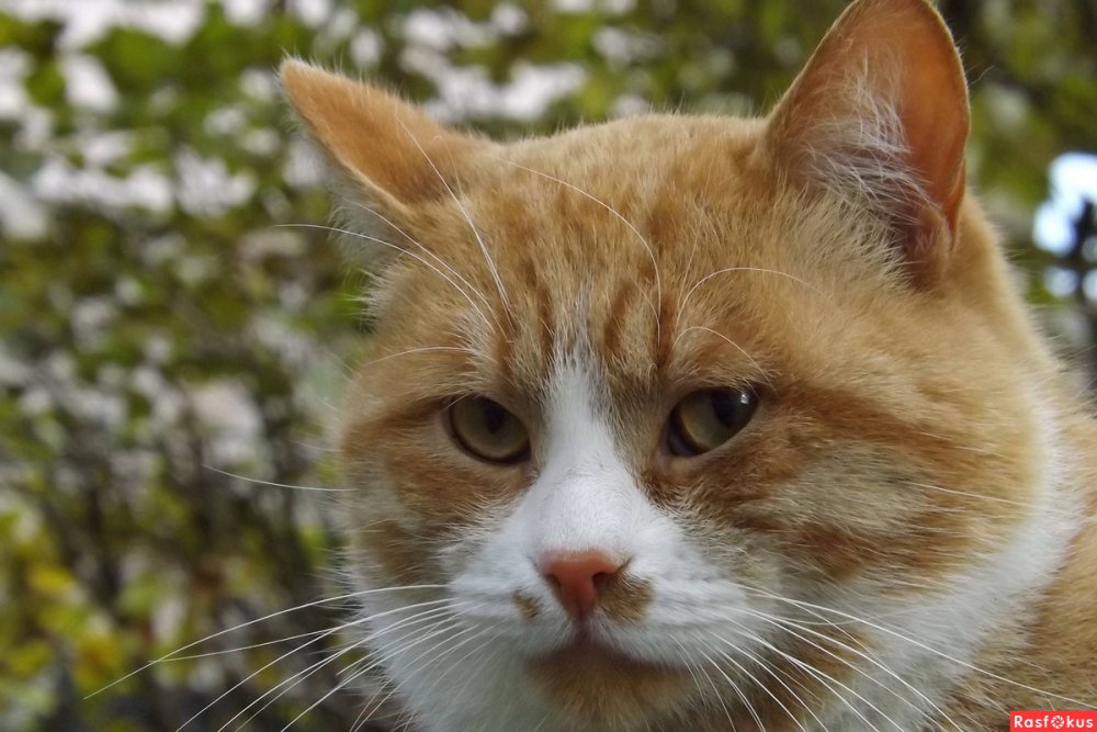 Рыжая кошечка
