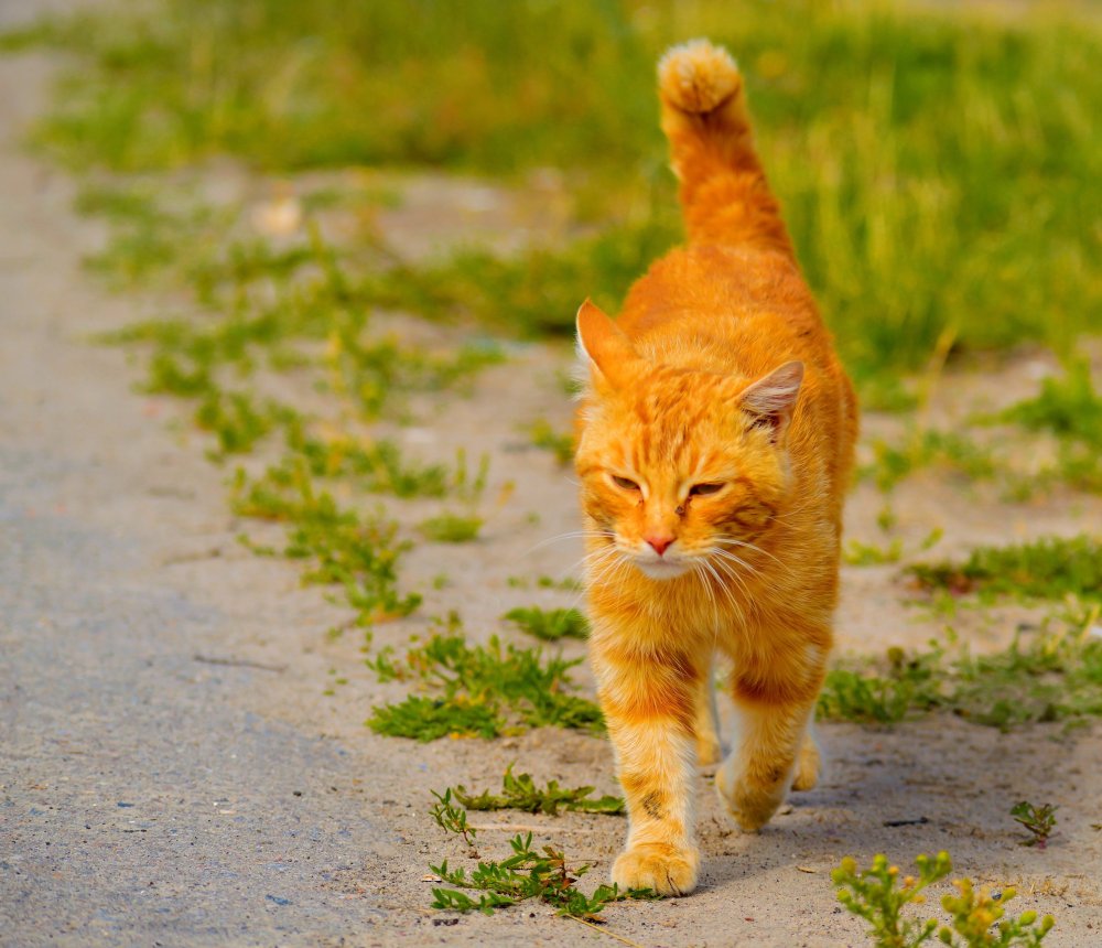 Серо рыжие коты