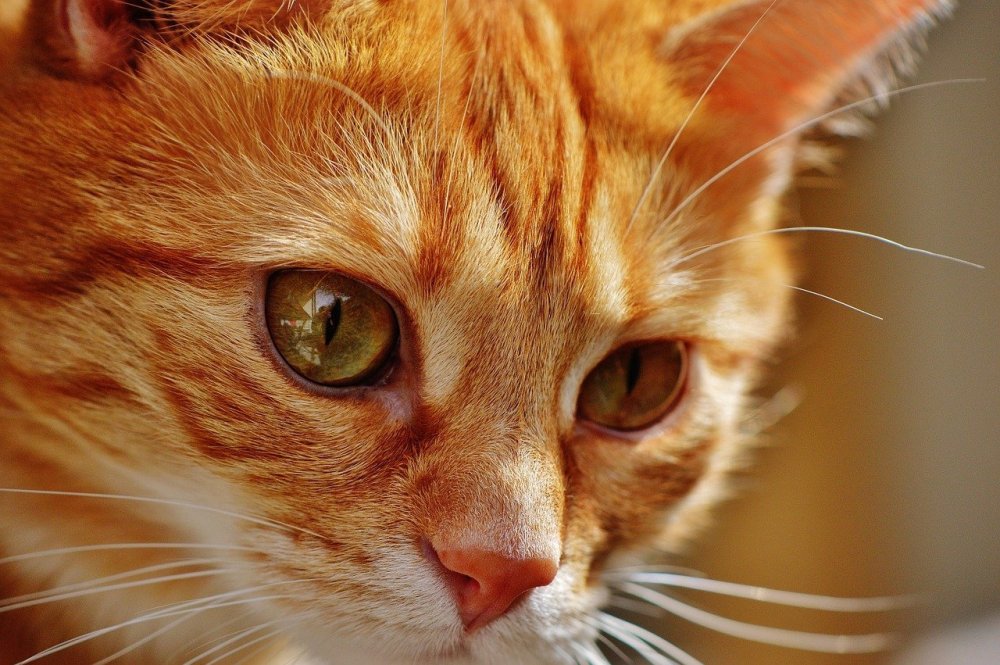 Грациозный рыжий кот