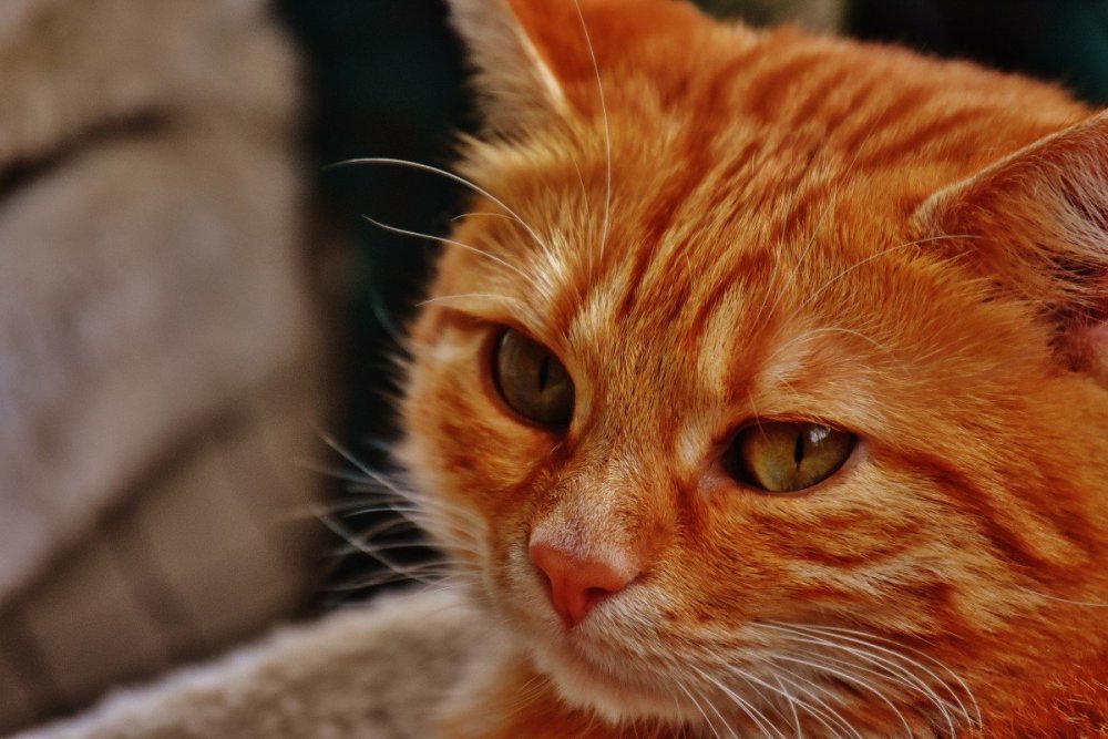 Ярко рыжий кот