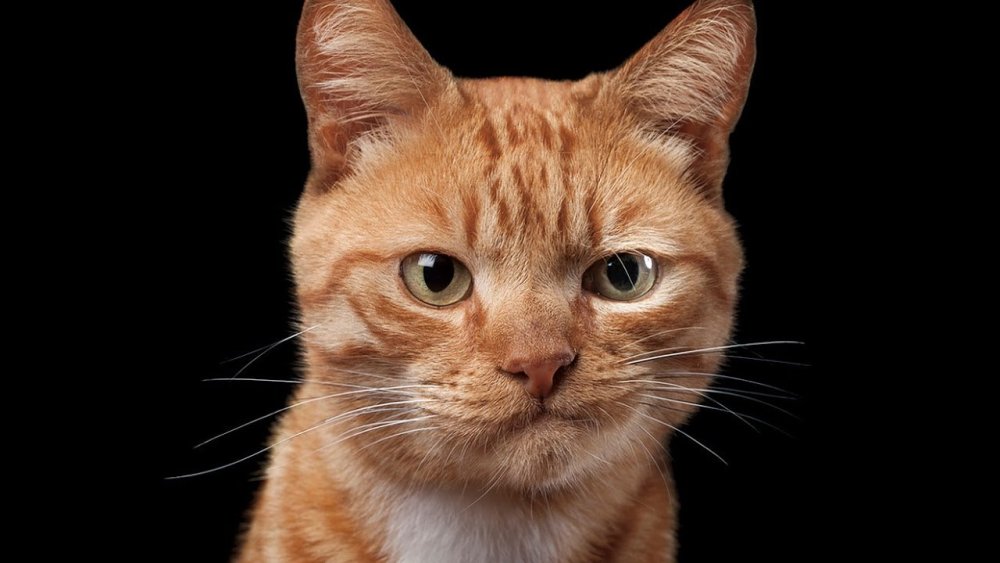 Морда рыжего кота