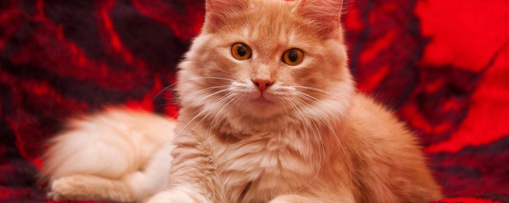 Наглая рыжая морда с усами-олигарх