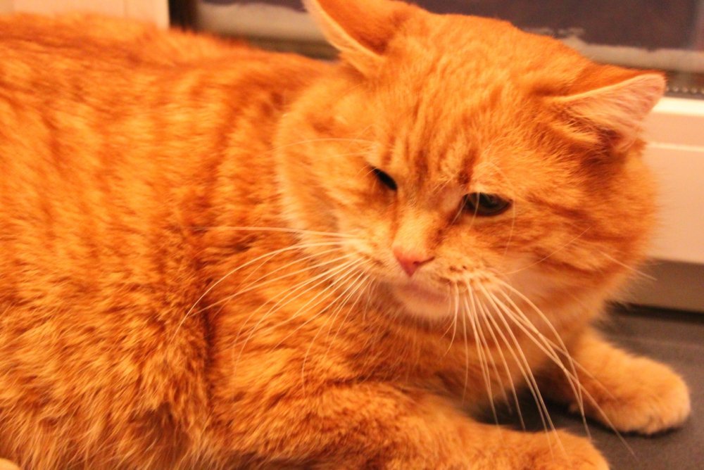 Толстый рыжий