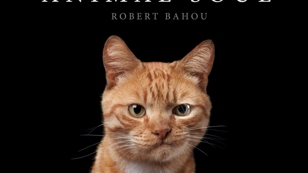 Коты рыжий эмоции