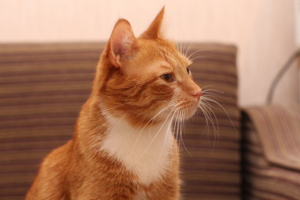 Наглая рыжая морда