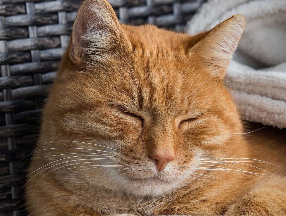 Наглый рыжий кот