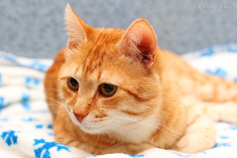 Наглая рыжая кошка