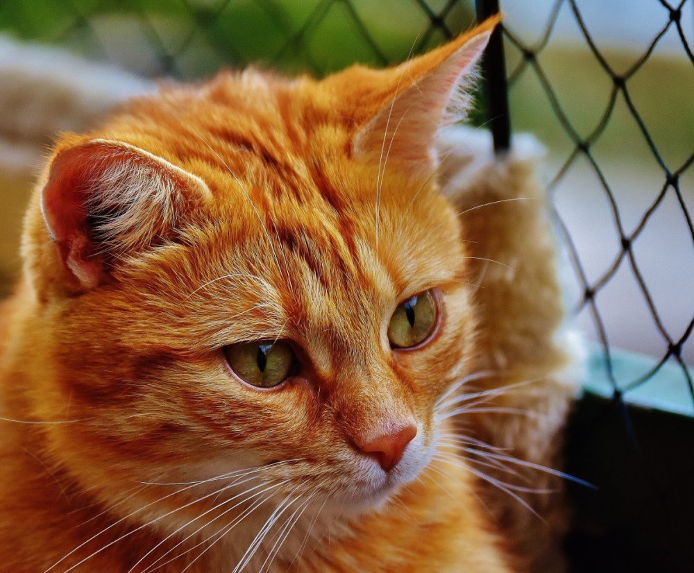 Шартрез кошка рыжая