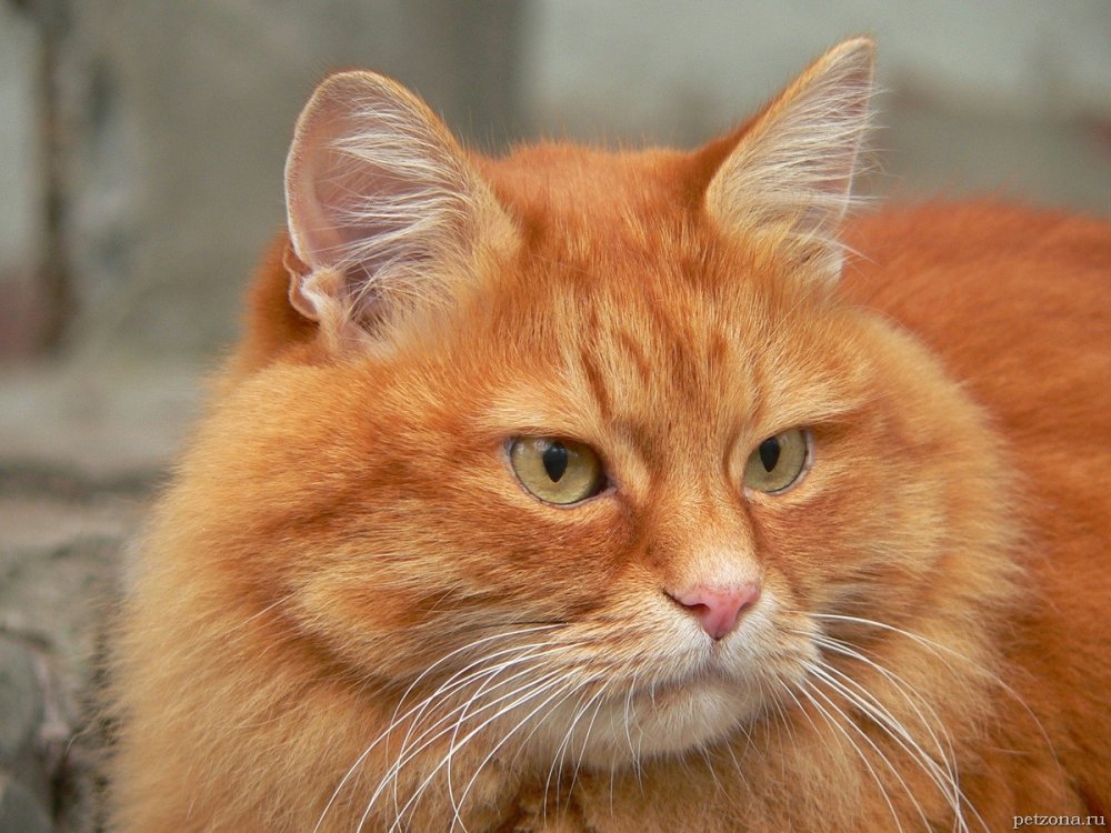 Сибирский Крысолов рыжий