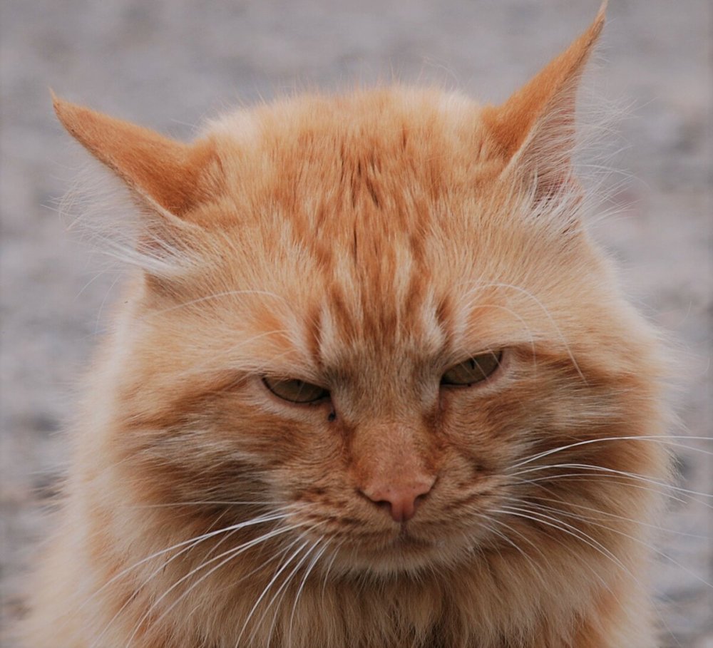 Злой рыжий кот