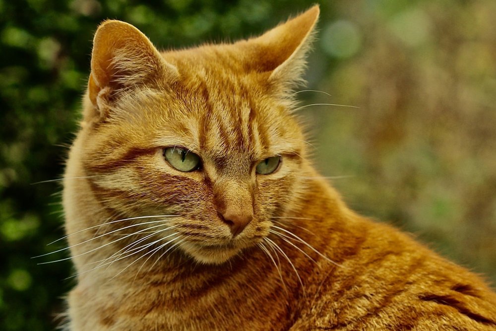 Большие рыжие коты