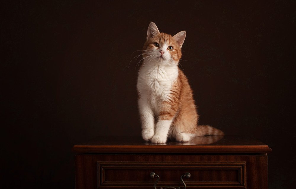 Обои с котиками