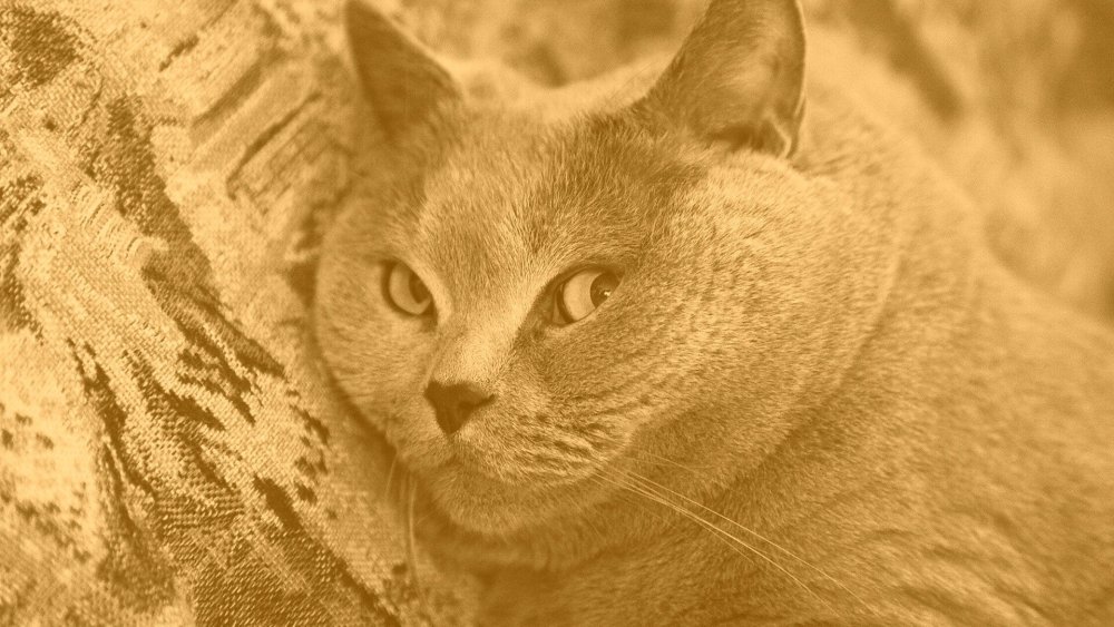 Обои на рабочий стол с британцами 1920*1080