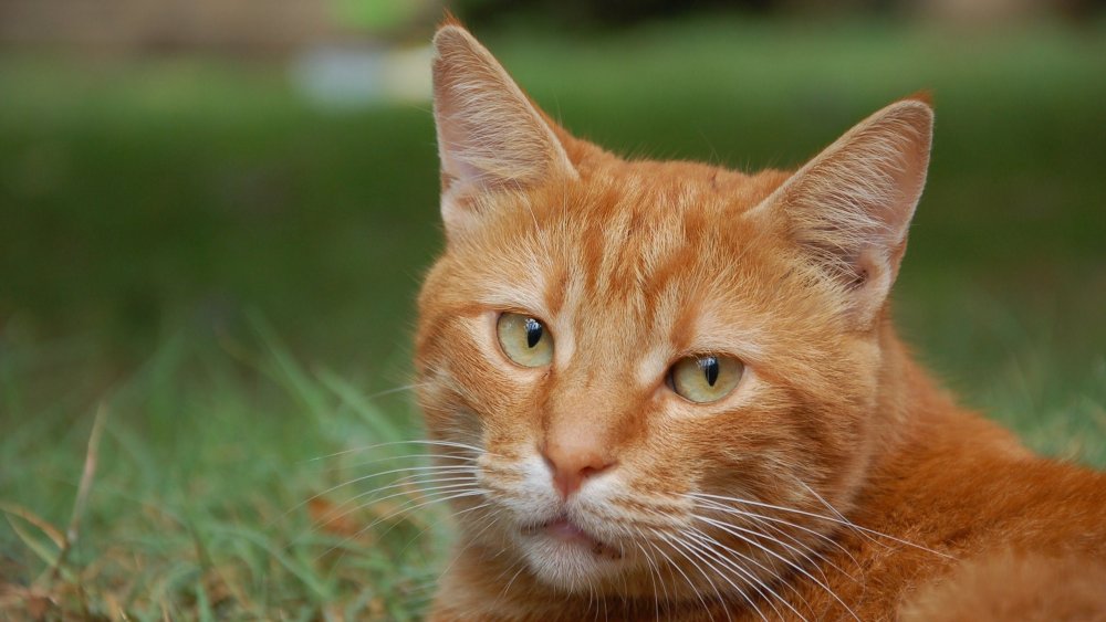 Огненно рыжий кот с зелеными глазами