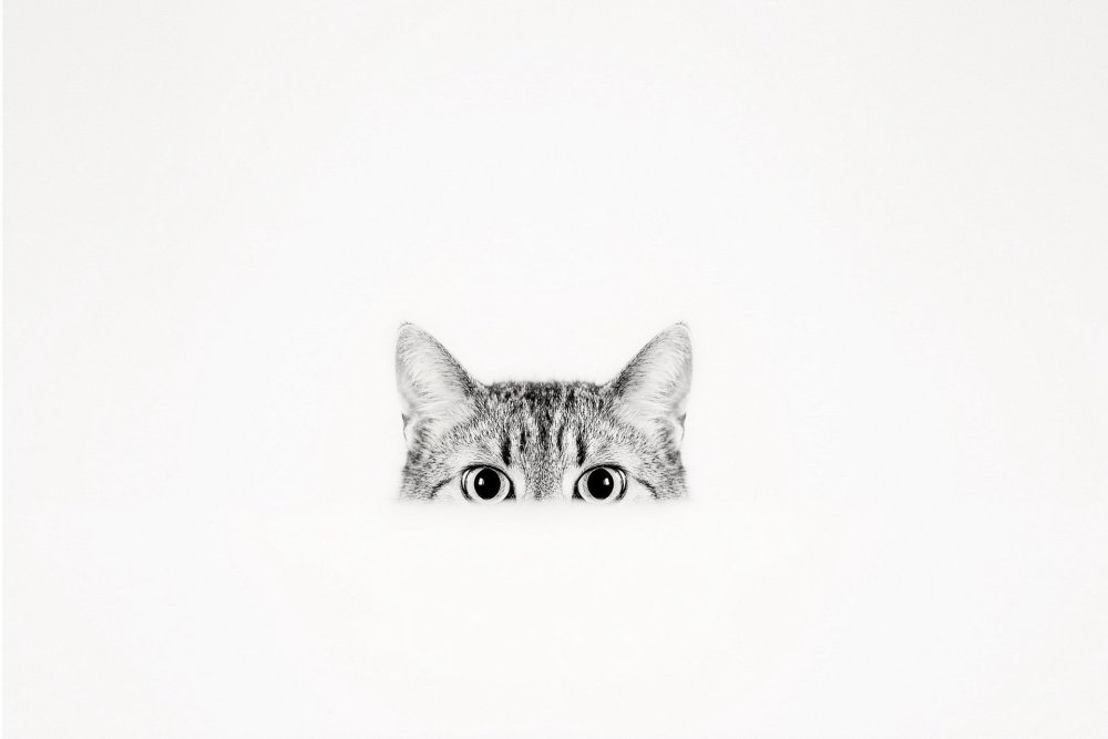 Кот из за угла