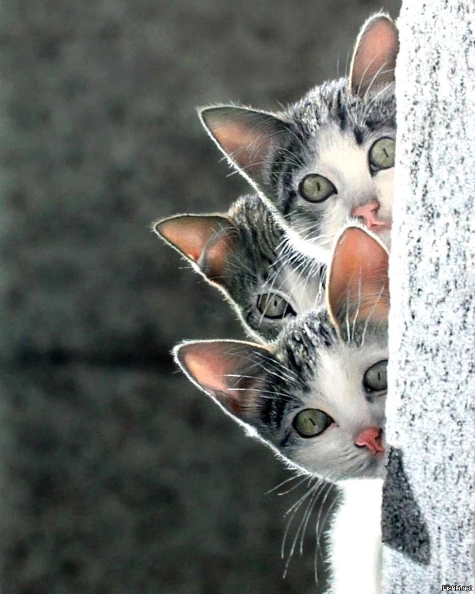 Котенок выглядывает