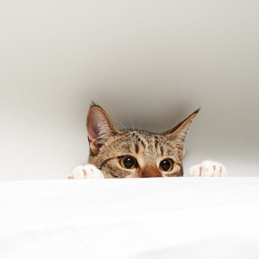 Кошка с собакой на белом фоне выглядывают из за угла