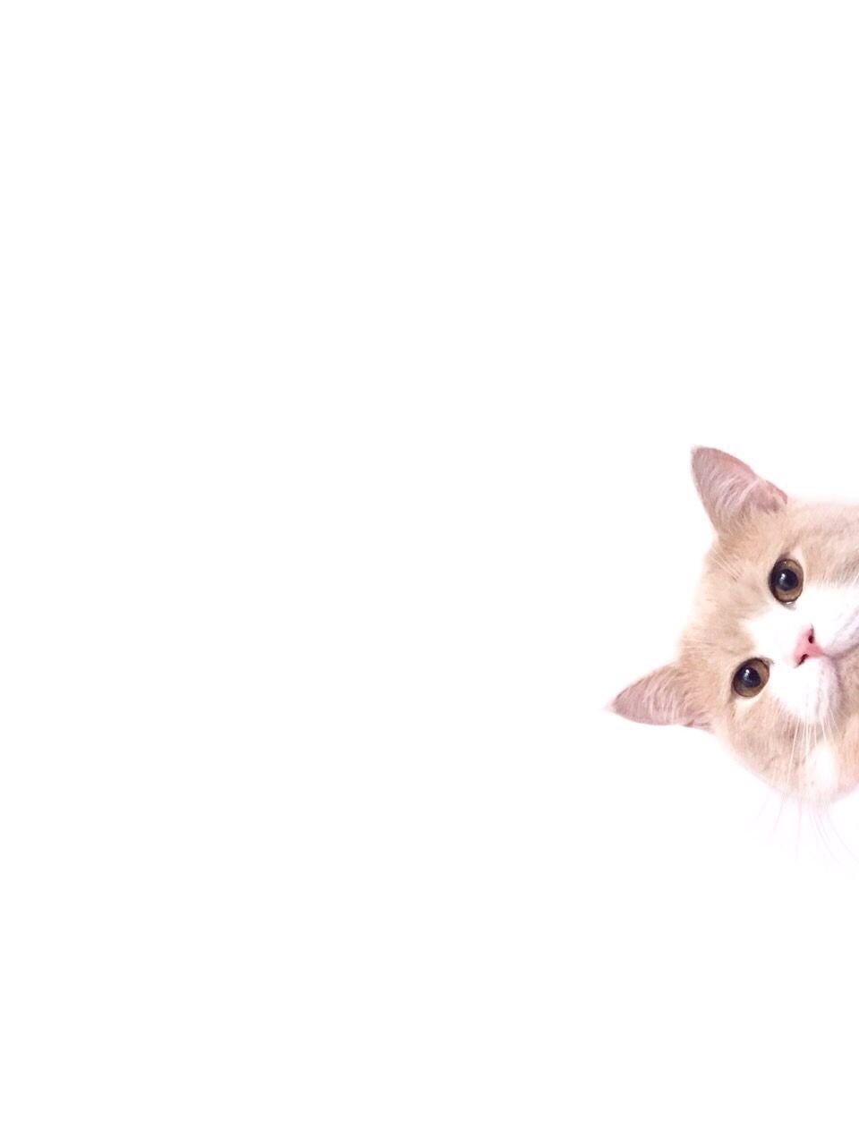 Котенок выглядывает