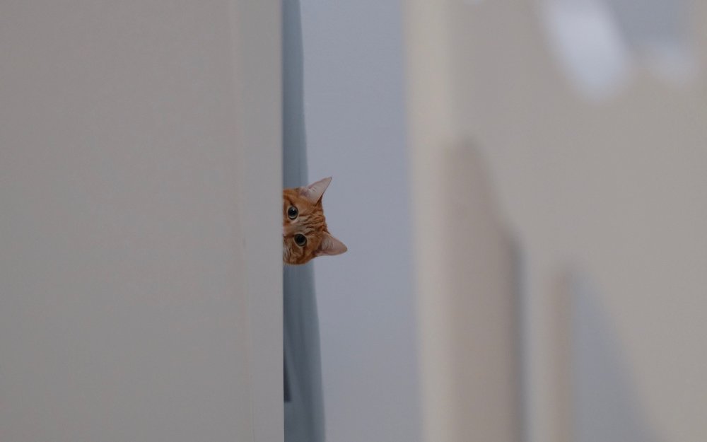 Кот выглядывает из-за угла