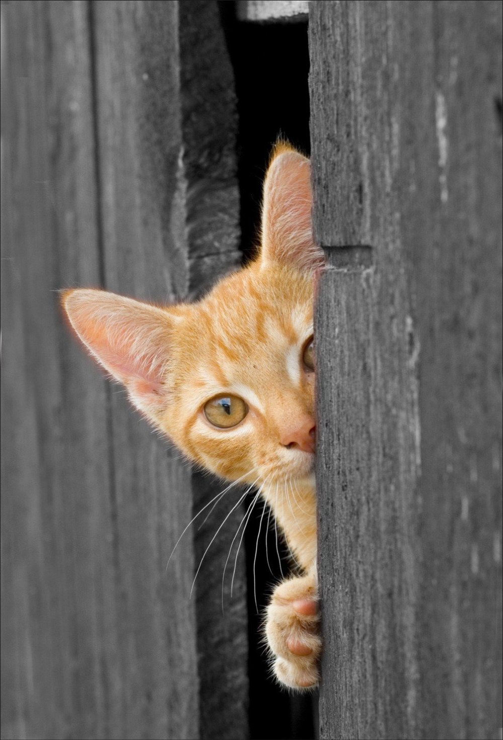 Кот выглядывает из-за угла