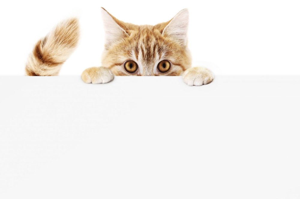 Котик выглядывает на белом фоне