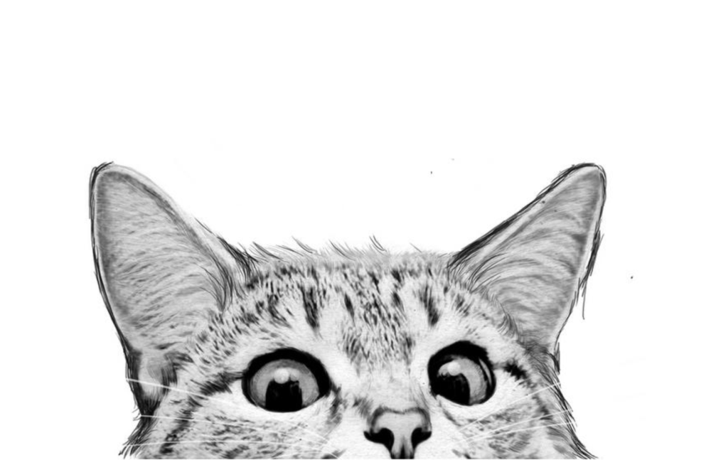 Кот выглядывает