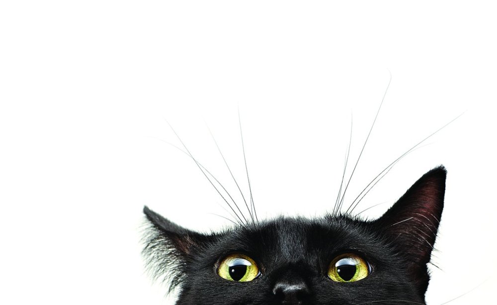 Котик на белом фоне