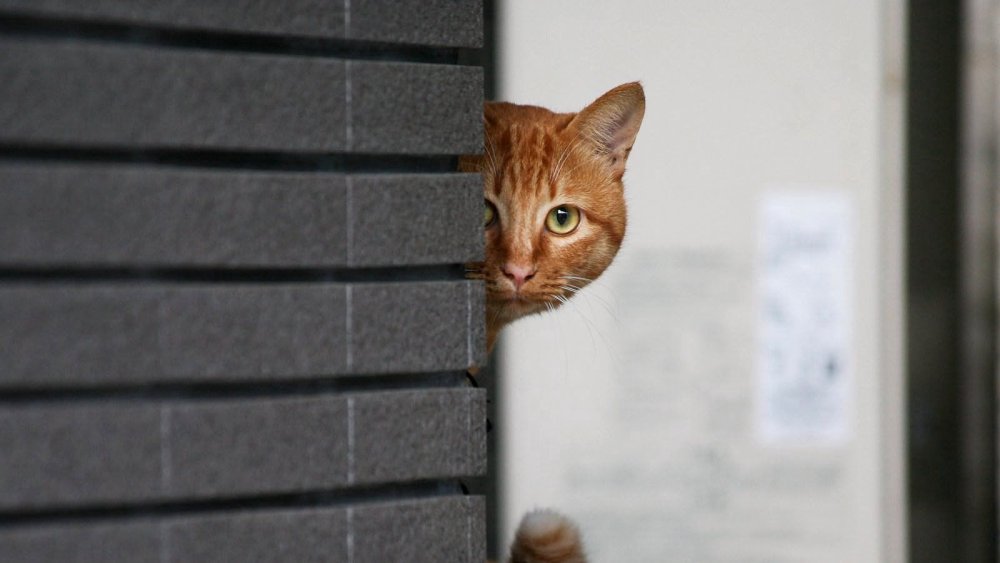Кошка выглядывает из за двери