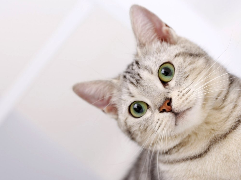 Любопытный котик