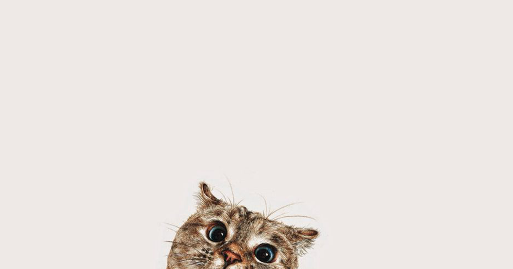 Кот выглядывает на прозрачном фоне