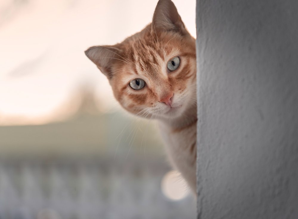 Кошка под столом