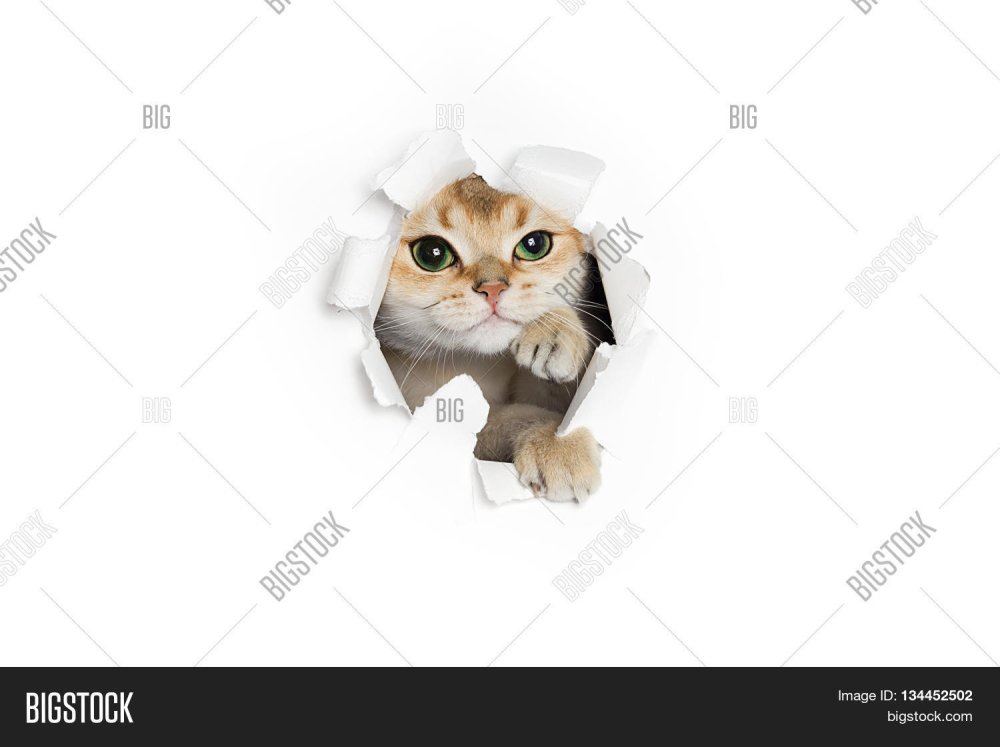 Кот выглядывает из-за угла