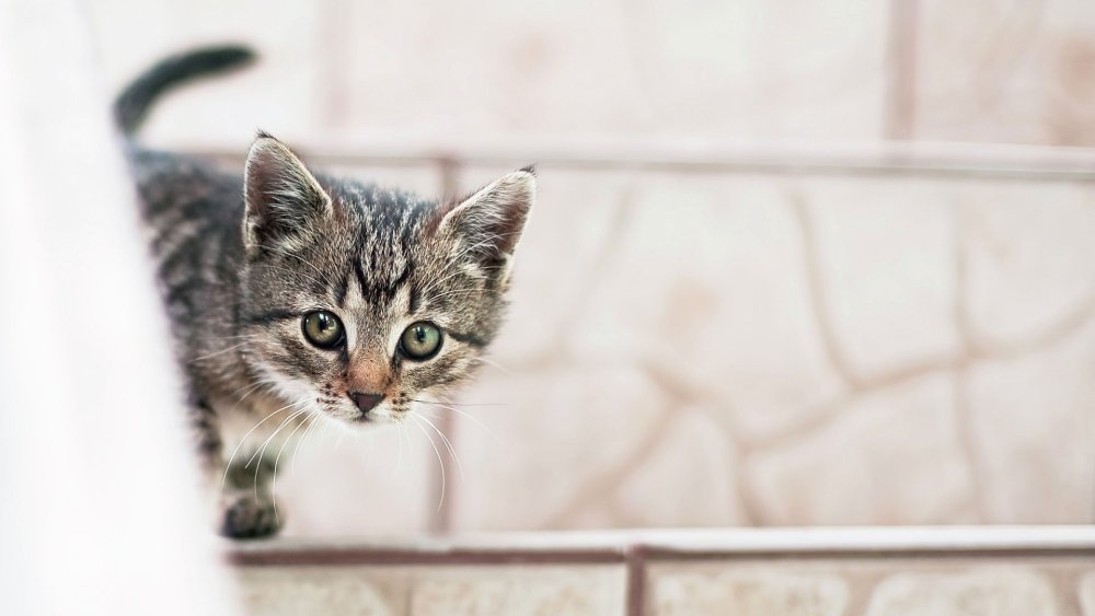 Кот выглядывает