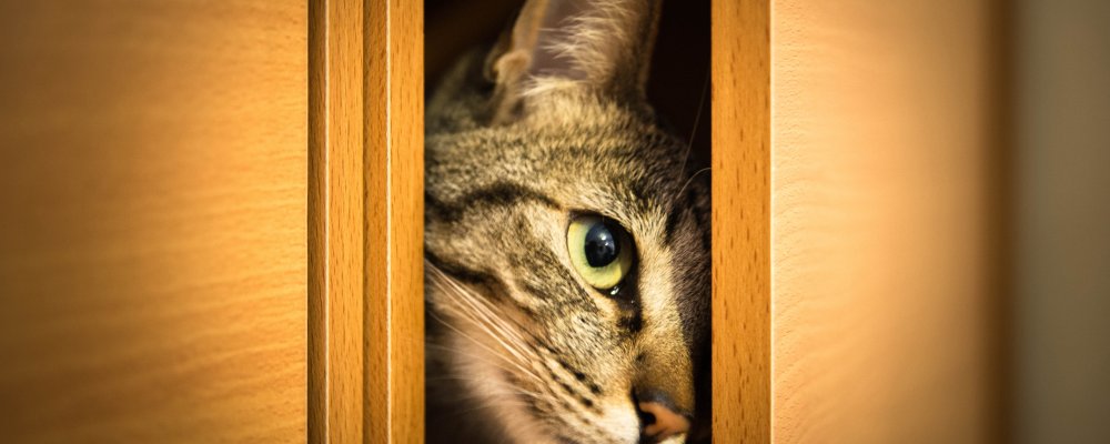 Кот выглядывает из шкафа