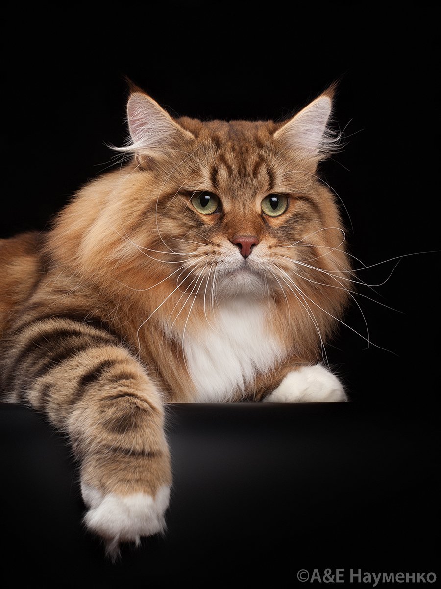 Сибирская кошка