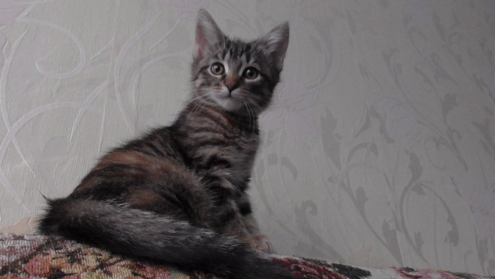 Сибирские котята гладкошерстные