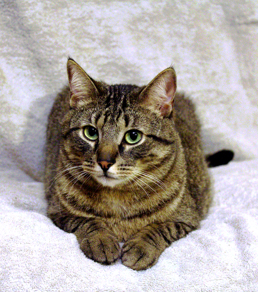 Крупный гладкошерстный кот