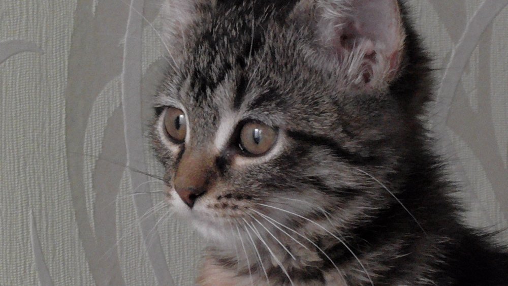 Сибирский кот гладкошерстный