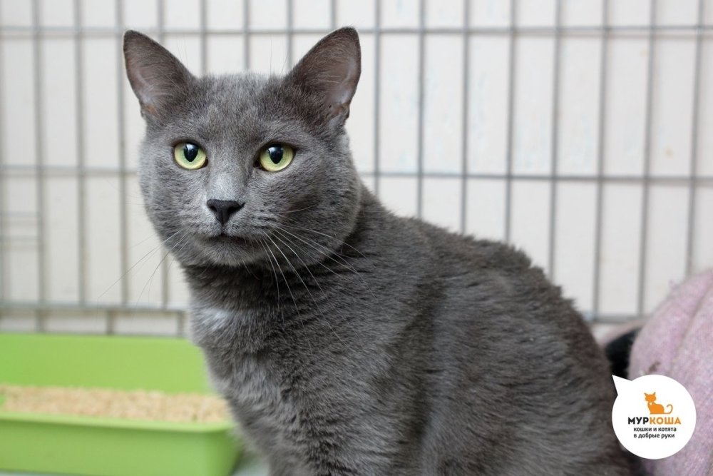 Сибирская серая гладкошерстная кошка
