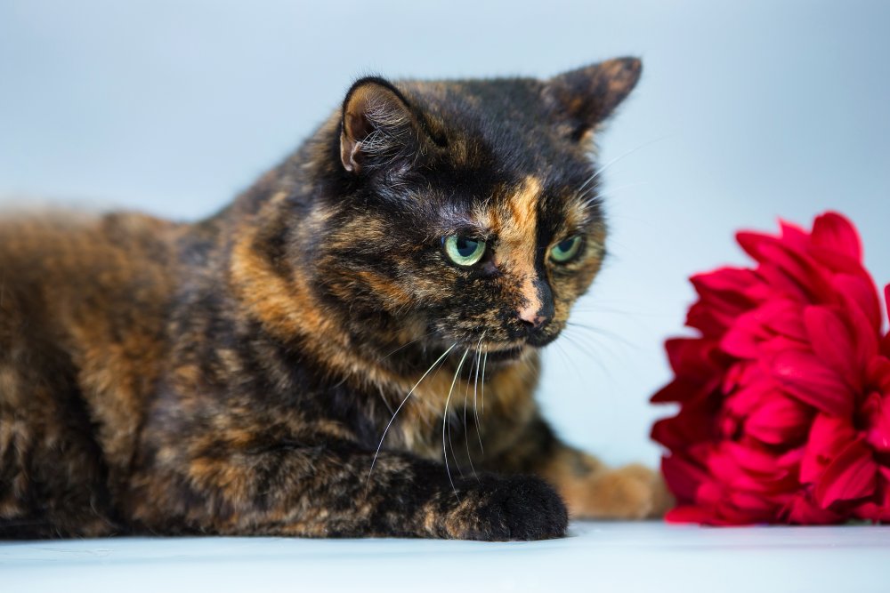 Гладкошерстные коты золотые с черным