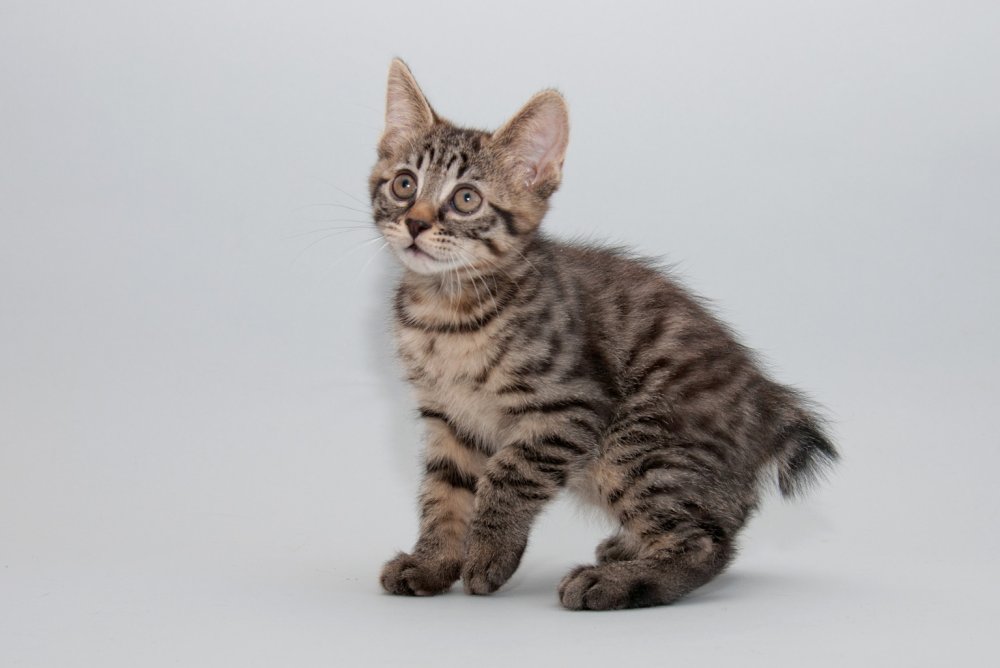 Сибирская кошка дымчатая гладкошерстная